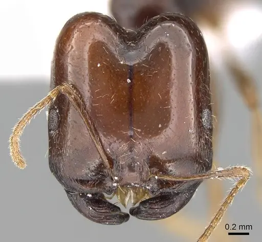 Trichomyrmex abyssinicus specimen CASENT0922267 image casent0922267_2