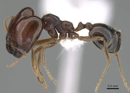 Trichomyrmex abyssinicus specimen CASENT0922267 image casent0922267_3