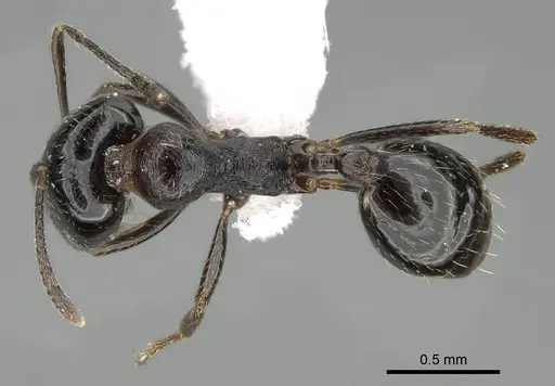Trichomyrmex almosayari specimen CASENT0914921 image casent0914921_1