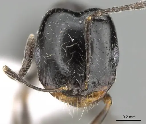 Trichomyrmex almosayari specimen CASENT0914921 image casent0914921_2
