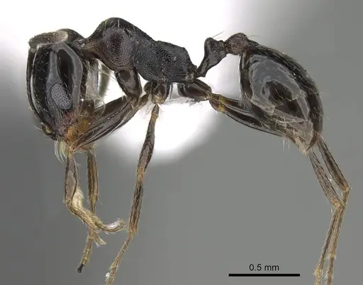 Trichomyrmex almosayari specimen CASENT0914921 image casent0914921_3
