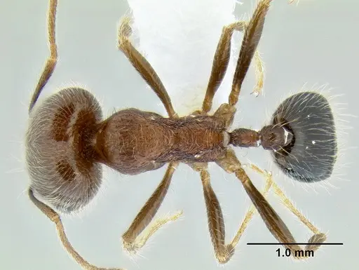 Trichomyrmex criniceps specimen CASENT0106263 image casent0106263_1