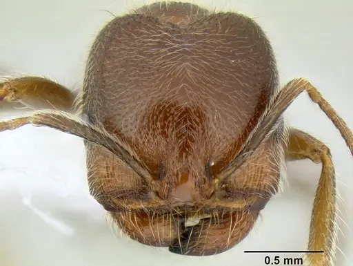 Trichomyrmex criniceps specimen CASENT0106263 image casent0106263_2