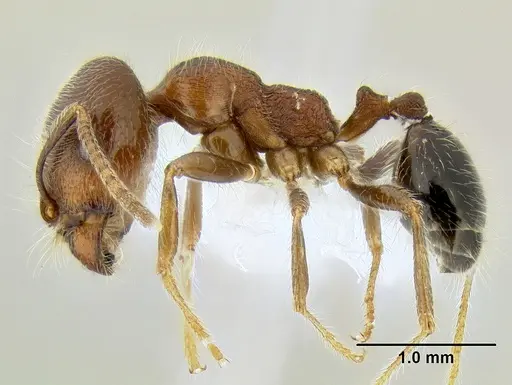 Trichomyrmex criniceps specimen CASENT0106263 image casent0106263_3