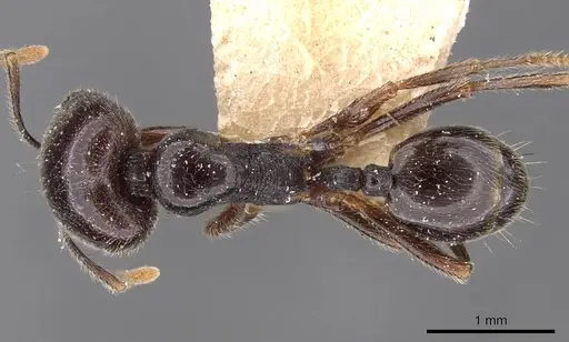 Trichomyrmex criniceps specimen CASENT0908756 image casent0908756_1