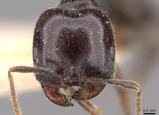 Trichomyrmex criniceps specimen CASENT0908756 image casent0908756_2
