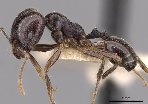 Trichomyrmex criniceps specimen CASENT0908756 image casent0908756_3