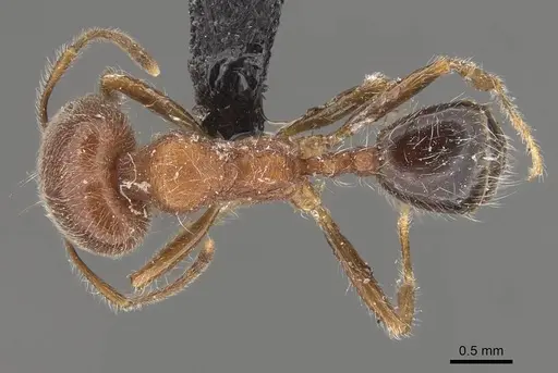 Trichomyrmex criniceps specimen CASENT0908757 image casent0908757_1