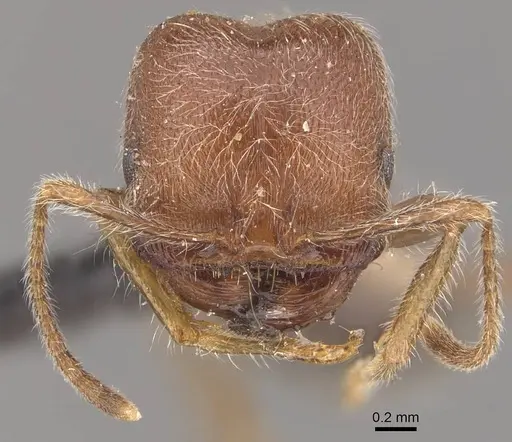 Trichomyrmex criniceps specimen CASENT0908757 image casent0908757_2