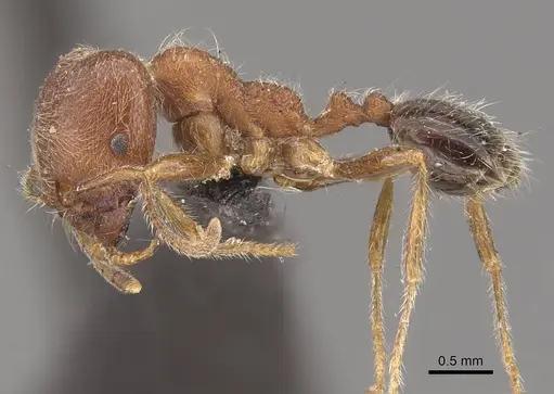 Trichomyrmex criniceps specimen CASENT0908757 image casent0908757_3