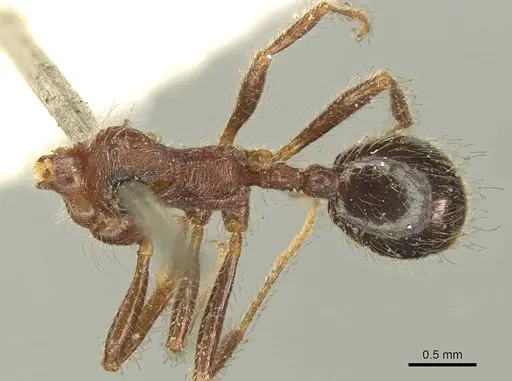 Trichomyrmex criniceps specimen CASENT0916013 image casent0916013_1