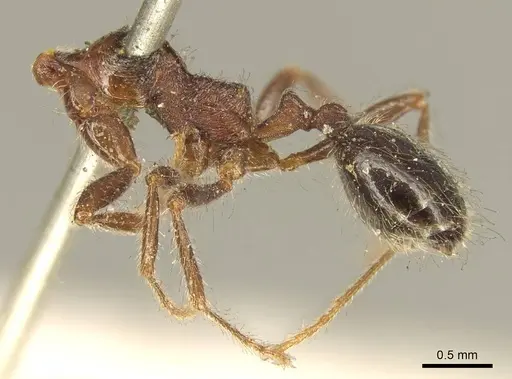 Trichomyrmex criniceps specimen CASENT0916013 image casent0916013_2