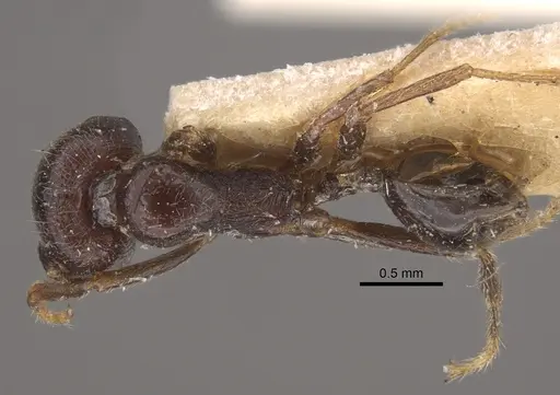 Trichomyrmex criniceps specimen CASENT0917816 image casent0917816_1