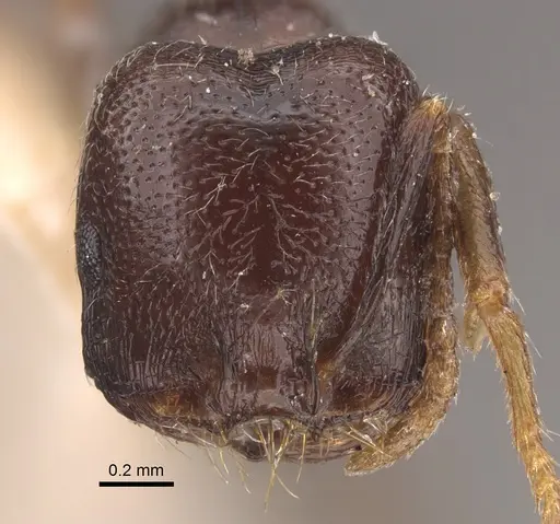 Trichomyrmex criniceps specimen CASENT0917816 image casent0917816_2