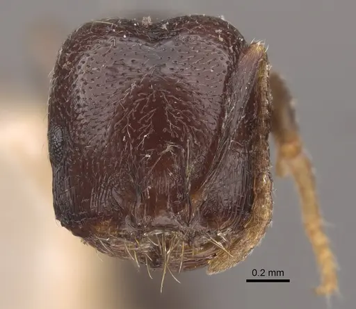 Trichomyrmex criniceps specimen CASENT0917816 image casent0917816_3