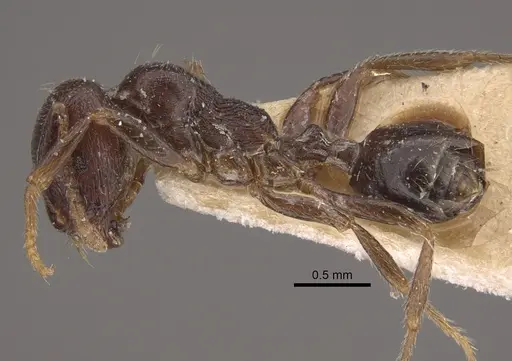 Trichomyrmex criniceps specimen CASENT0917816 image casent0917816_4
