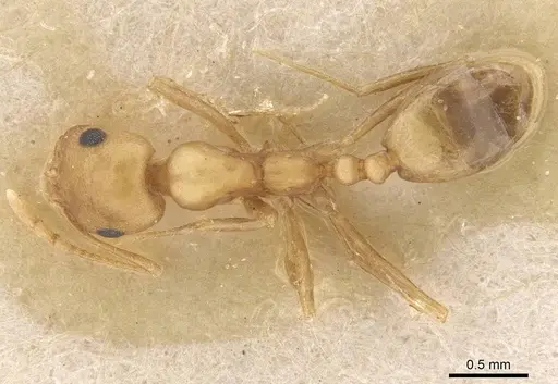 Trichomyrmex dilatatum specimen CASENT0913733 image casent0913733_1