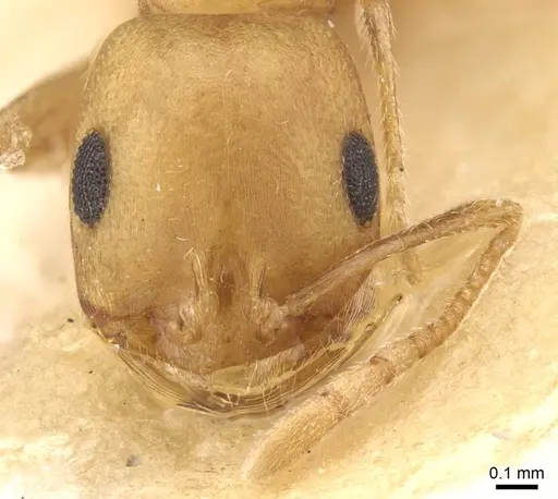 Trichomyrmex dilatatum specimen CASENT0913733 image casent0913733_2