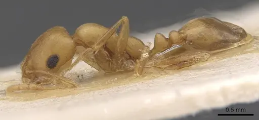 Trichomyrmex dilatatum specimen CASENT0913733 image casent0913733_3