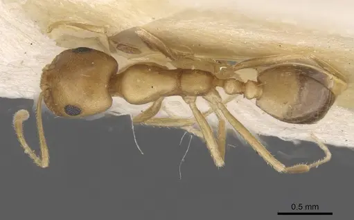 Trichomyrmex dilatatum specimen CASENT0913741 image casent0913741_1