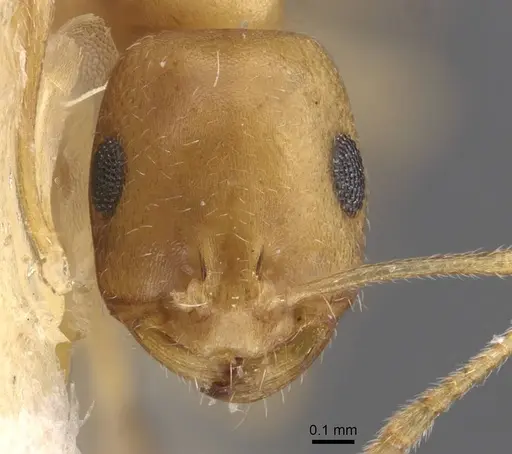 Trichomyrmex dilatatum specimen CASENT0913741 image casent0913741_2