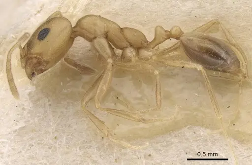 Trichomyrmex dilatatum specimen CASENT0913741 image casent0913741_3