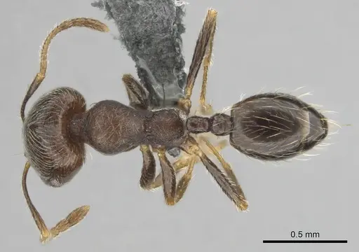 Trichomyrmex emeryi specimen CASENT0252703 image casent0252703_1