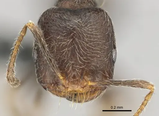 Trichomyrmex emeryi specimen CASENT0252703 image casent0252703_2