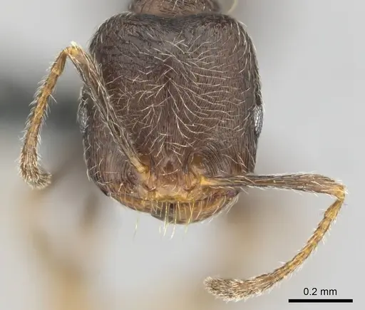 Trichomyrmex emeryi specimen CASENT0252703 image casent0252703_3