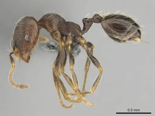 Trichomyrmex emeryi specimen CASENT0252703 image casent0252703_4