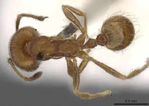 Trichomyrmex emeryi specimen CASENT0908727 image casent0908727_1