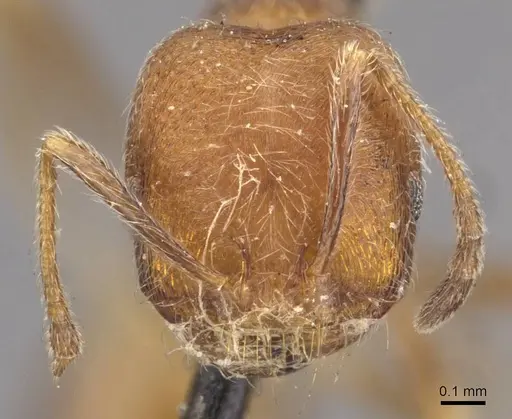 Trichomyrmex emeryi specimen CASENT0908727 image casent0908727_2
