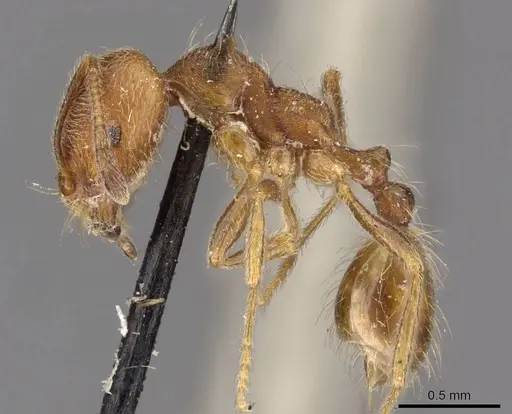 Trichomyrmex emeryi specimen CASENT0908727 image casent0908727_3