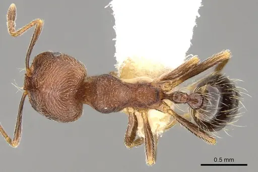 Trichomyrmex emeryi specimen CASENT0914155 image casent0914155_1