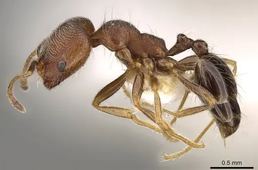 Trichomyrmex emeryi specimen CASENT0914155 image casent0914155_3