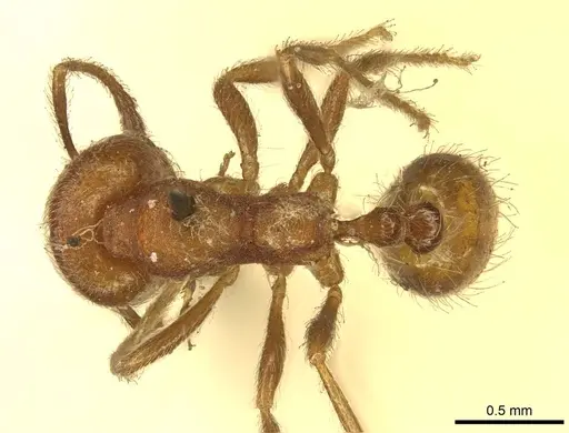 Trichomyrmex emeryi specimen CASENT0916011 image casent0916011_1
