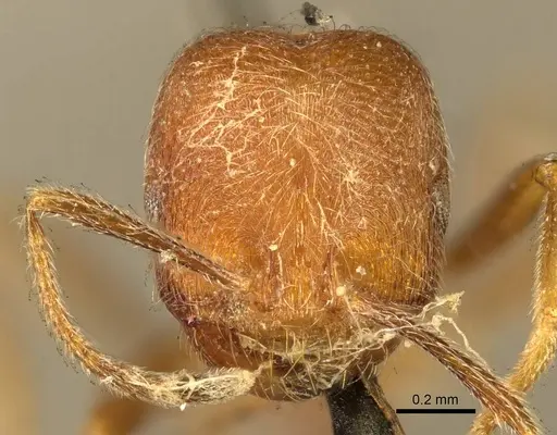 Trichomyrmex emeryi specimen CASENT0916011 image casent0916011_2