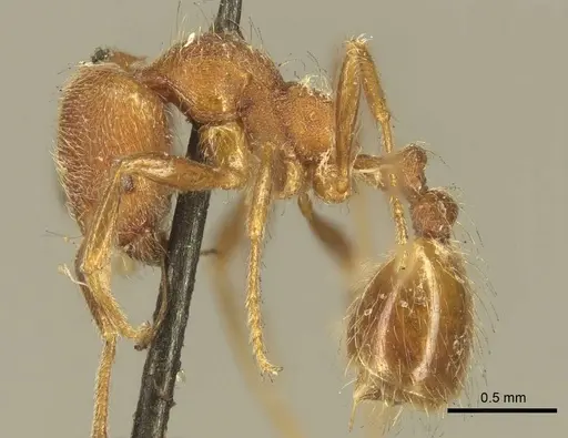 Trichomyrmex emeryi specimen CASENT0916011 image casent0916011_3