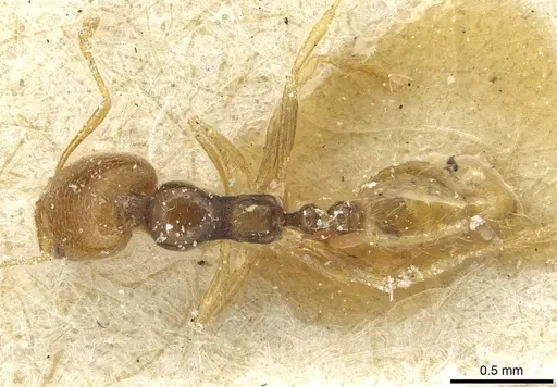 Trichomyrmex epinotalis specimen CASENT0913578 image casent0913578_1