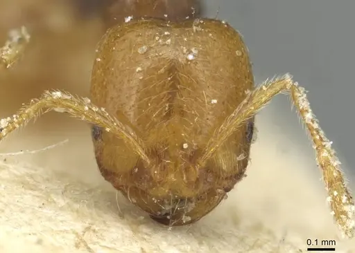 Trichomyrmex epinotalis specimen CASENT0913578 image casent0913578_2