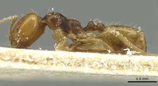 Trichomyrmex epinotalis specimen CASENT0913578 image casent0913578_3