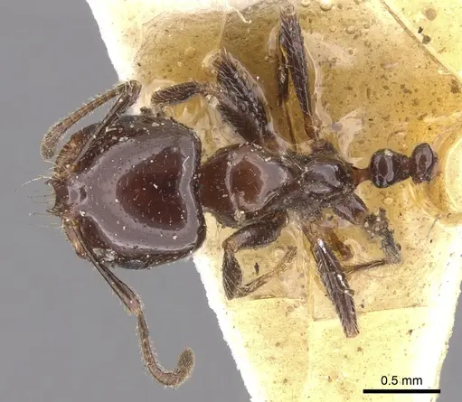 Trichomyrmex evansi specimen CASENT0902181 image casent0902181_1