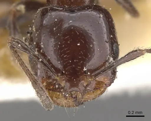 Trichomyrmex evansi specimen CASENT0902181 image casent0902181_2