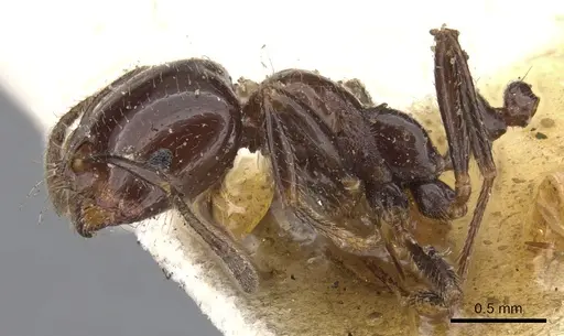 Trichomyrmex evansi specimen CASENT0902181 image casent0902181_3
