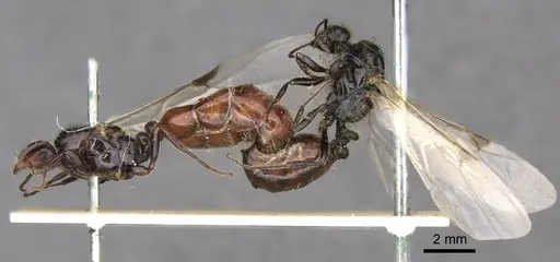 Trichomyrmex evansi specimen CASENT0902182 image casent0902182_1