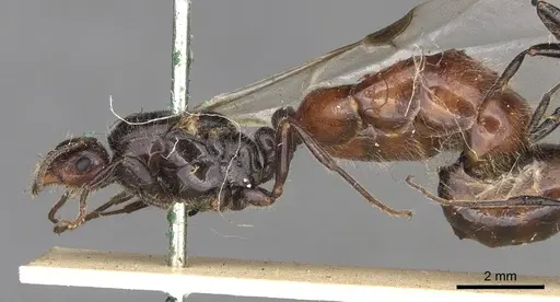 Trichomyrmex evansi specimen CASENT0902182 image casent0902182_2