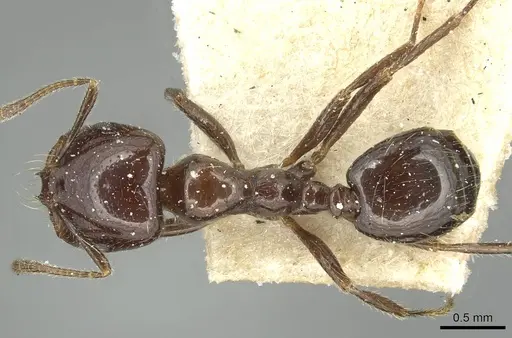Trichomyrmex evansi specimen CASENT0913579 image casent0913579_1