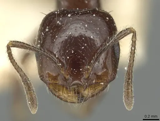 Trichomyrmex evansi specimen CASENT0913579 image casent0913579_2