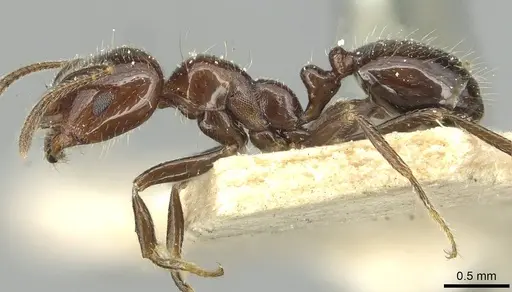 Trichomyrmex evansi specimen CASENT0913579 image casent0913579_3