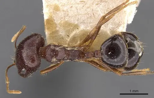 Trichomyrmex glaber specimen CASENT0908755 image casent0908755_1